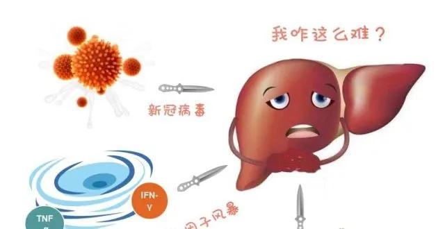 金葵古方：向日葵花盤中提取的成分，能有效扼制痛風(fēng)，還大家健康身體！